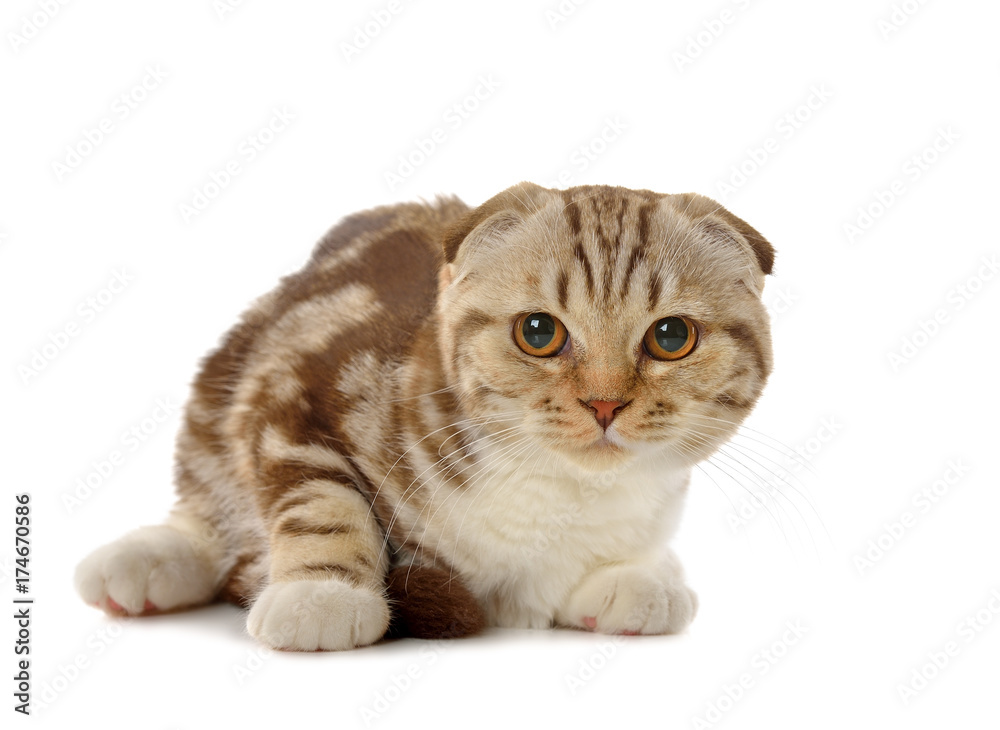 Fototapeta premium Marble brown Scottish fold kitten