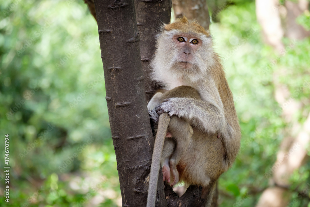 Monkey sitting on a tree happily Monkey sitting on a tree happily