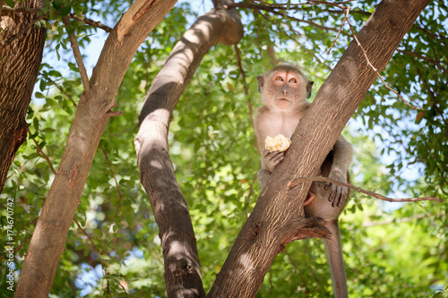 Monkey sitting on a tree happily © feelartfeelant
