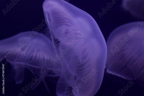 Purple Jellyfish up close