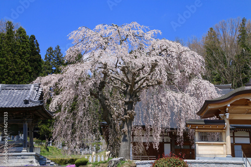 常光禅寺の桜（福島県・田村市） photo