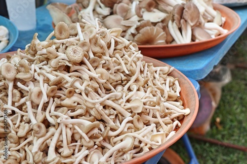 fresh mushrooms at market