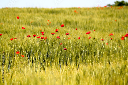 Red poppy flower in green wheat field. Wheat spikes and beautiful blossoming poppie