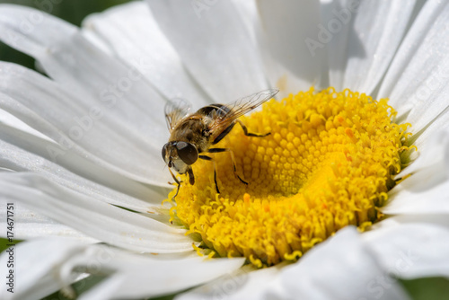 macro closeup of honey bee on white flower