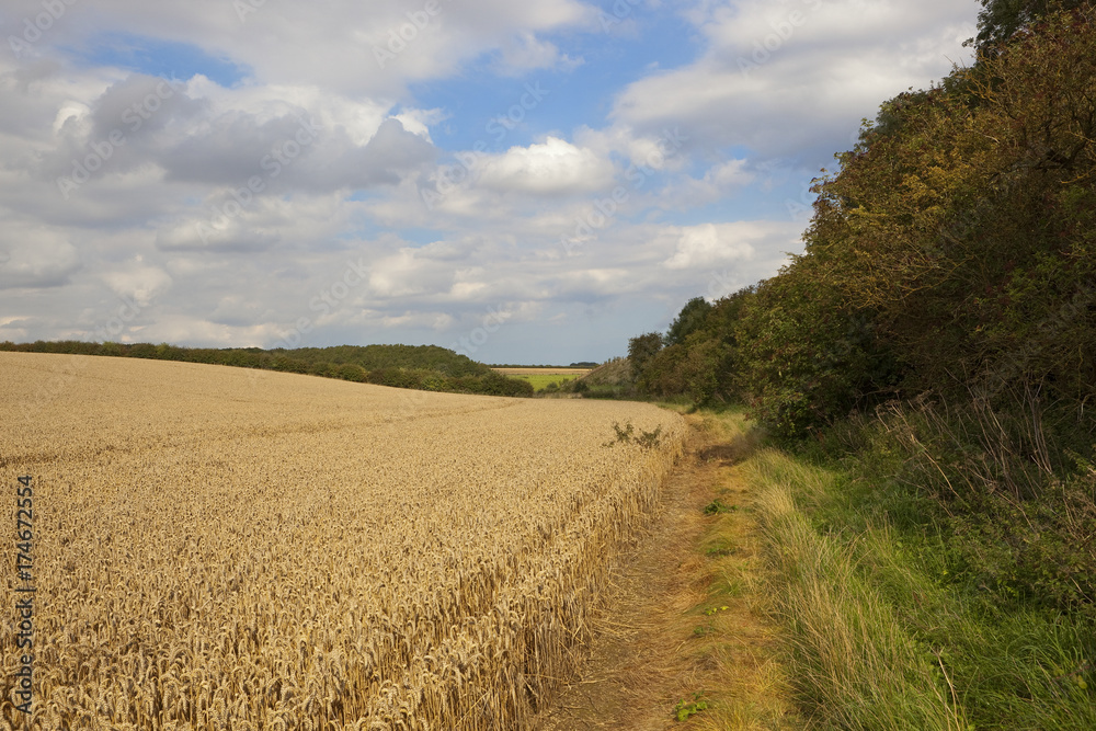 Obraz premium wheat and woodland