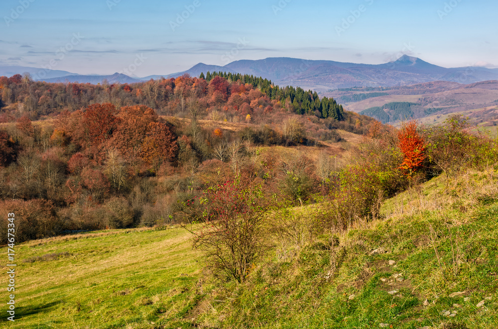 autumn forest with red foliage on hillside. beautiful nature scenery in mountains on warm a sunny day