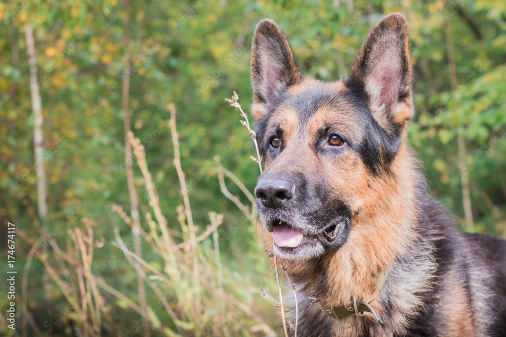 German shepherd dog in sunny autumn German shepherd dog in sunny autumn