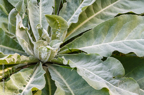 Verbascum thapsus. Hojas de Gordolobo.
 photo