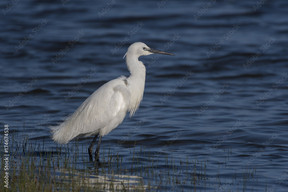 Aigrette garzette (Egretta garzetta - Little Egret) à la pêche Aigrette garzette (Egretta garzetta - Little Egret) à la pêche