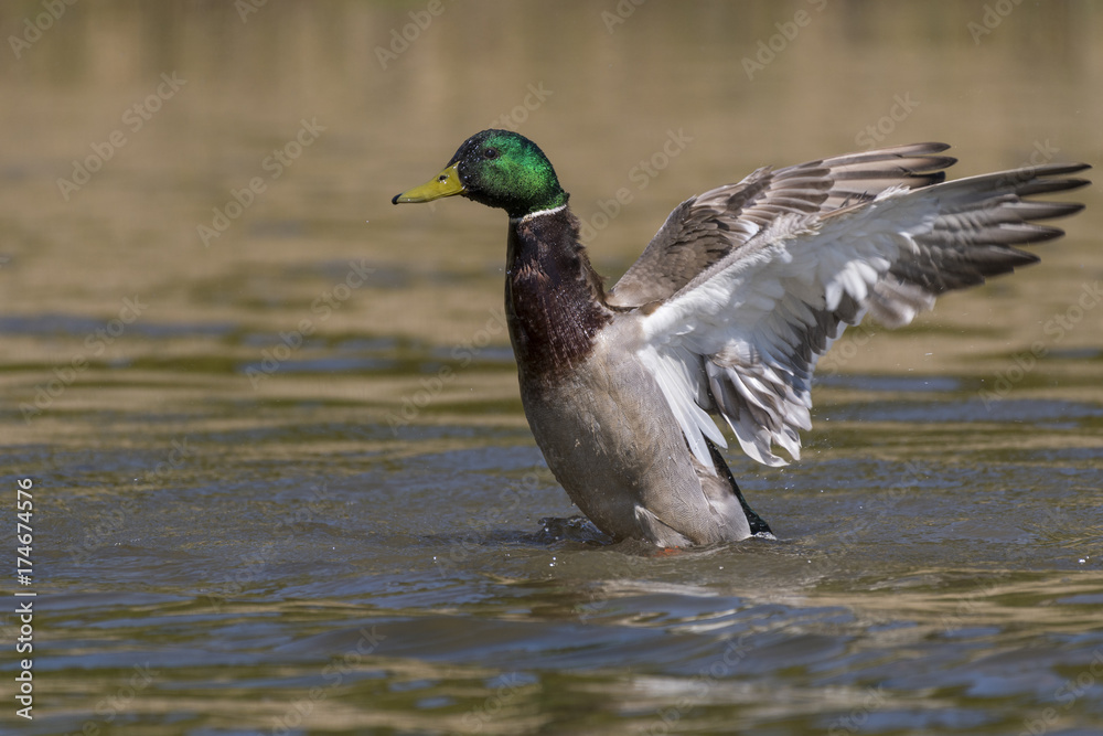 Canard colvert au bain - Anas platyrhynchos - Mallard Canard colvert au bain - Anas platyrhynchos - Mallard