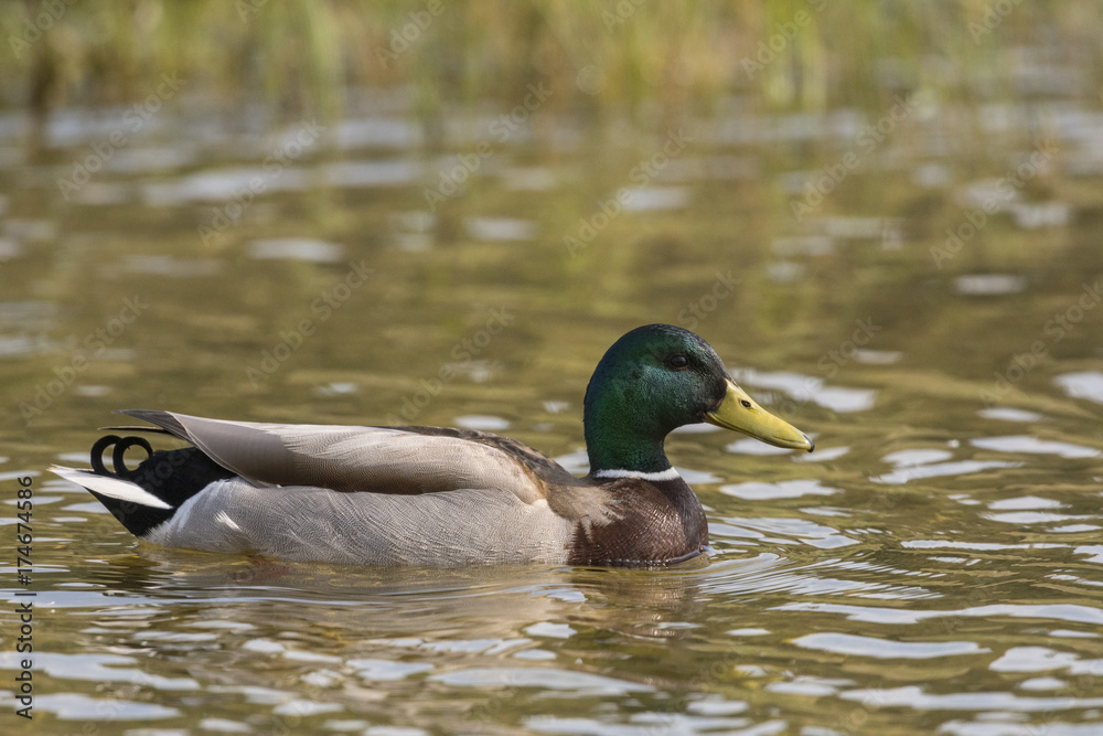 Fototapeta premium Canard colvert - Anas platyrhynchos - Mallard