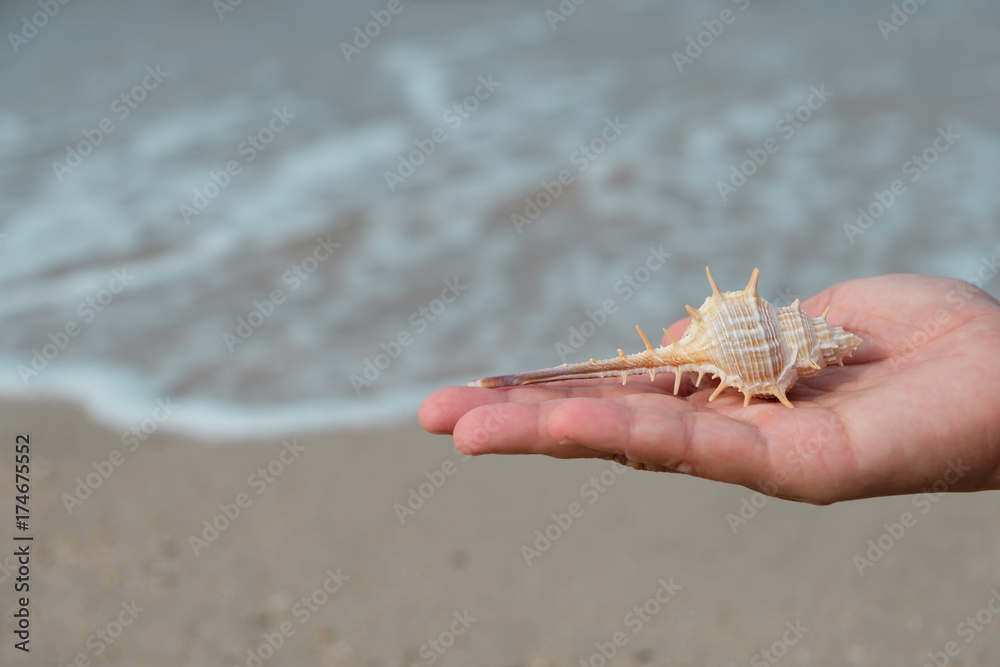 A shell on woman's hands A shell on woman's hands