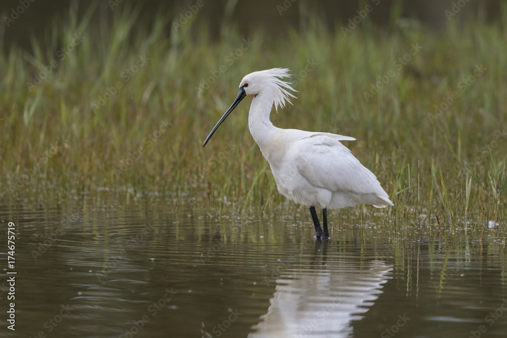 Spatule blanche - Platalea leucorodia - Eurasian Spoonbill Spatule blanche - Platalea leucorodia - Eurasian Spoonbill