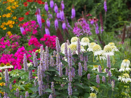 Fototapeta Naklejka Na Ścianę i Meble -  Double-flowered white and green flowers - Echinacea 'Milkshake' - coneflower. Beautiful flowerbed composition - Agastache, Echinacea, Liatris, Phlox.  