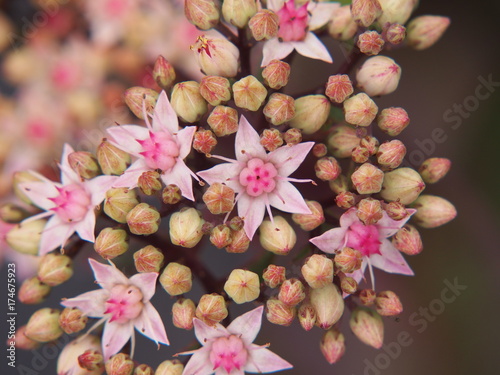 Sedum telephium 'Matrona' (syn. Hylotelephium telephium) - orpine, stonecrop   