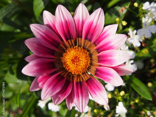 Gazania rigens (G. splendens) - treasure flower, coastal gazania   