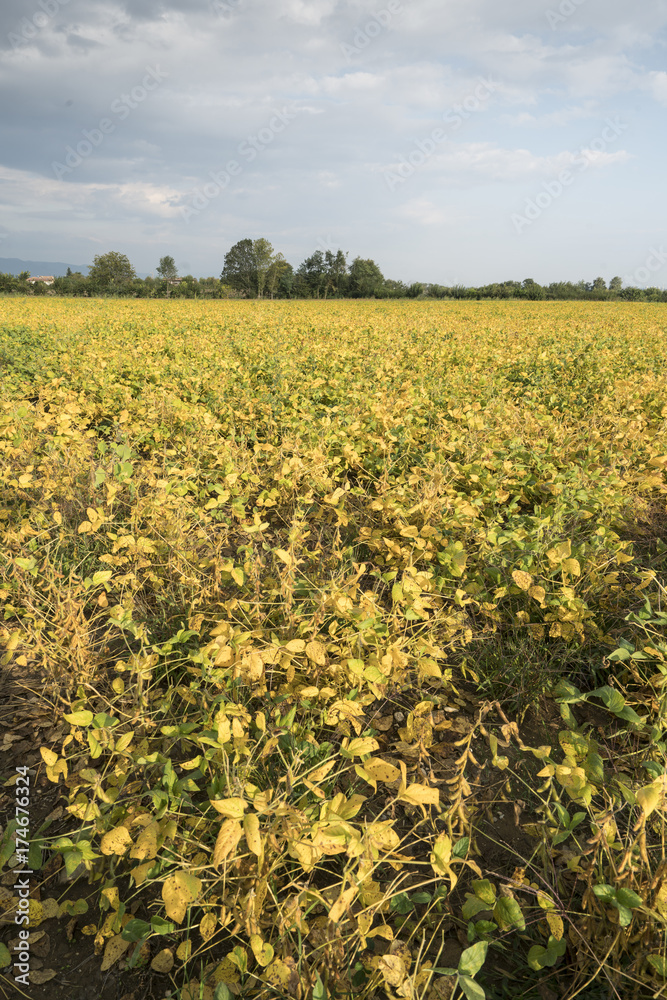 field cultivated with mature soybeans in autumn	