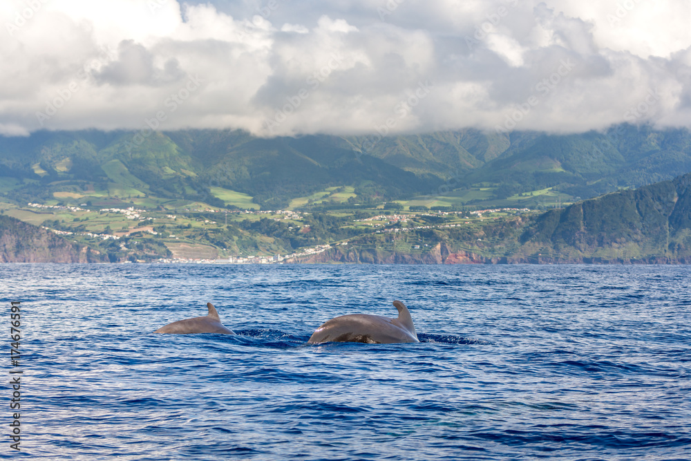 Dolphins and whales watching in Sao Miguel Island, Azores, Portugal