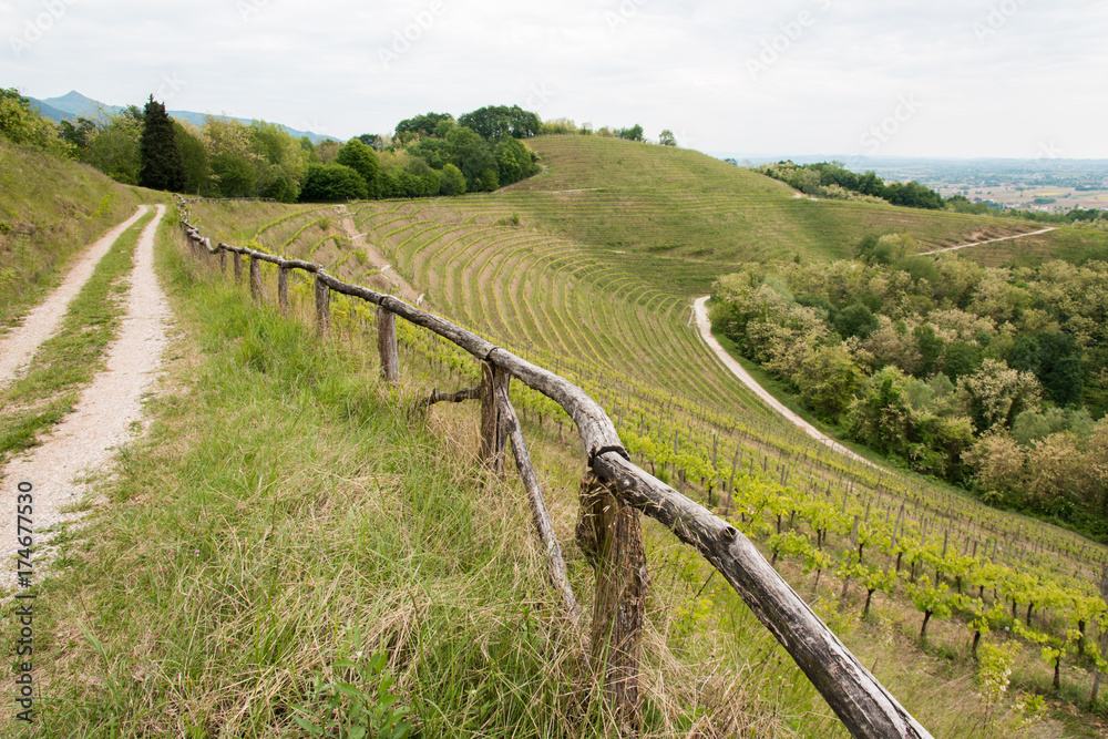 Walk through woods and vineyards Walk through woods and vineyards