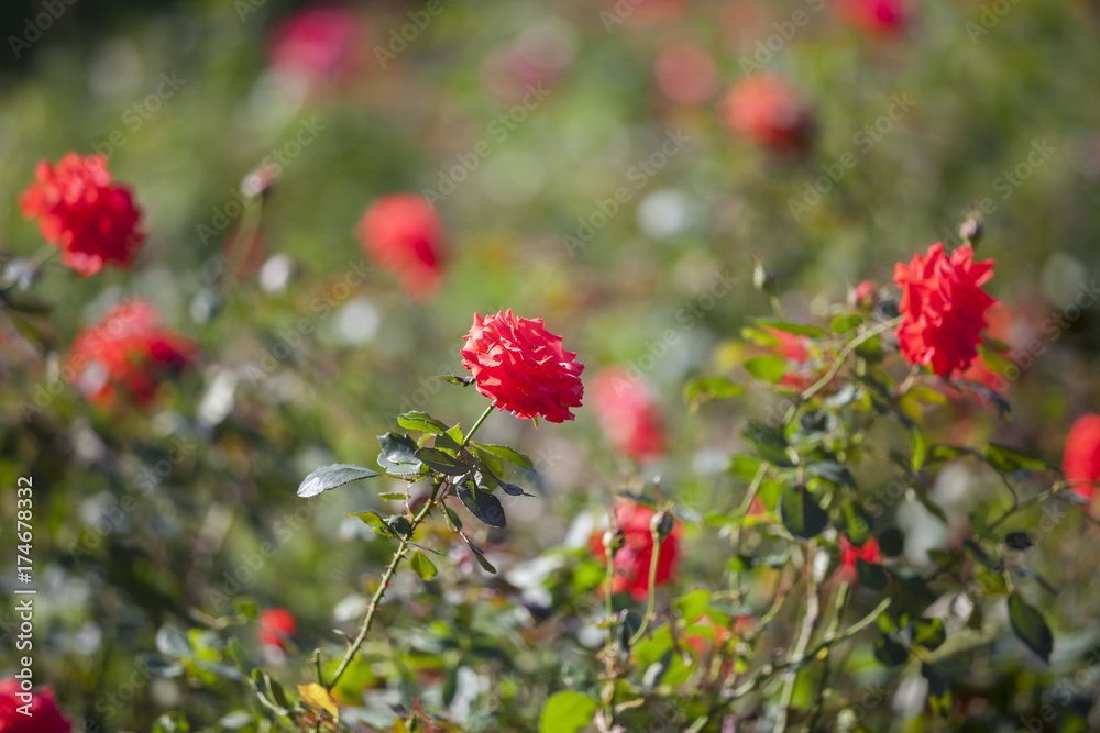 Red rose flower in garden