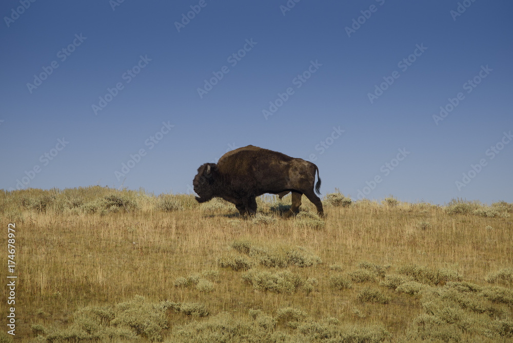 Bison beard Bison beard