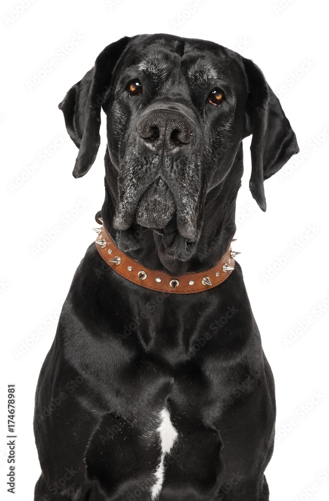 Fototapeta premium Great Dane on white background