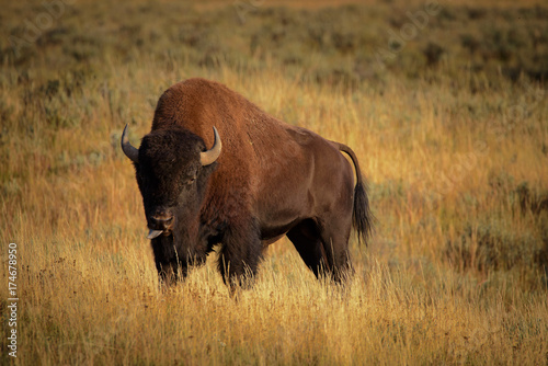 Bison pulling out his tongue © Yggdrasill