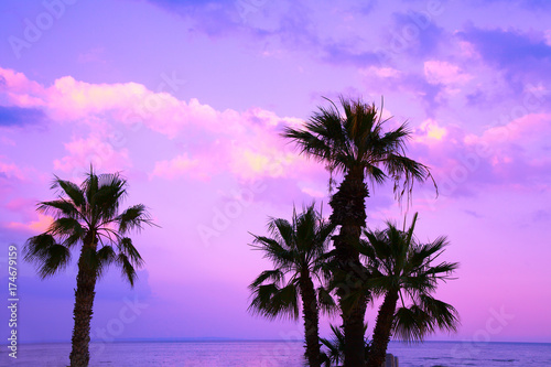 Palm trees against a purple sunset sky. Tropical evening landscape. Beautiful nature.
