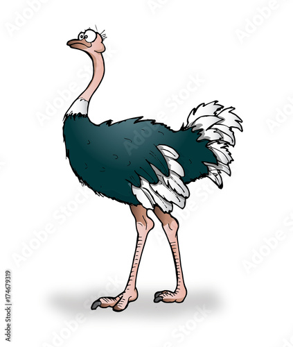 ostrich