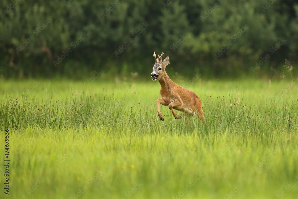Roe deer male on the magical green grassland, european wildlife, wild animal in the nature habitat, deer rut in czech republic. Roe deer male on the magical green grassland, european wildlife, wild animal in the nature habitat, deer rut in czech republic.