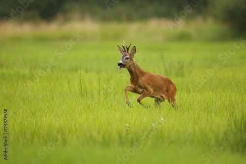 Roe deer male on the magical green grassland, european wildlife, wild animal in the nature habitat, deer rut in czech republic.