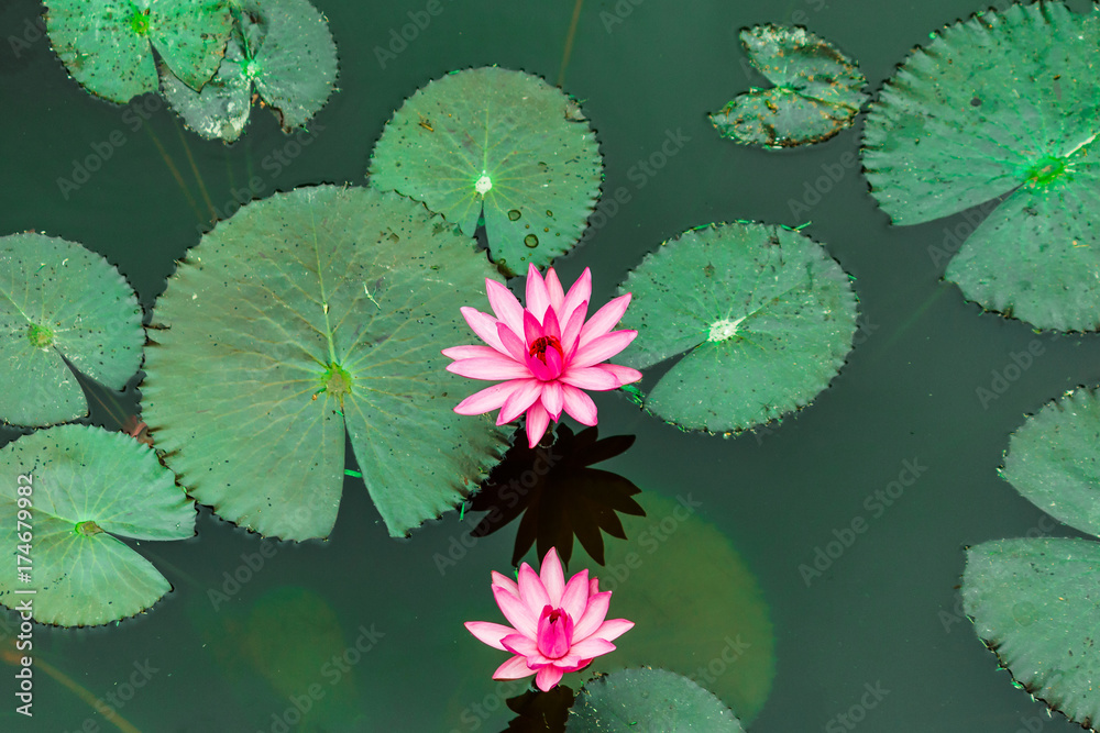 Lotus blooming in pond.