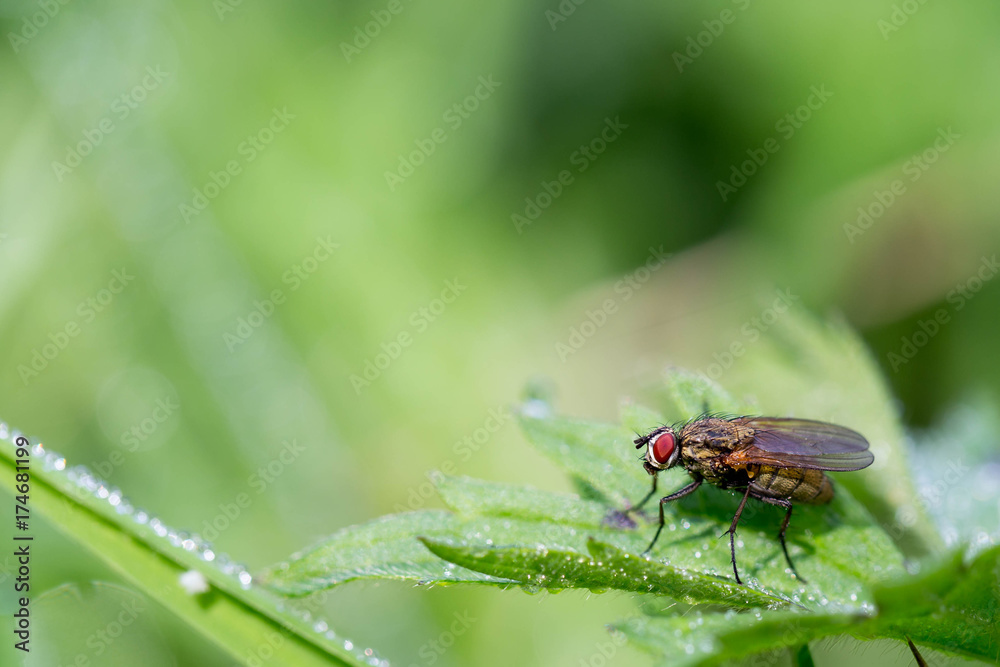 Stubenfliege auf einem Blatt Stubenfliege auf einem Blatt
