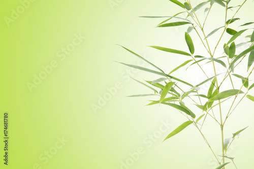 Bamboo leaves background. Beautiful picture and blank space.