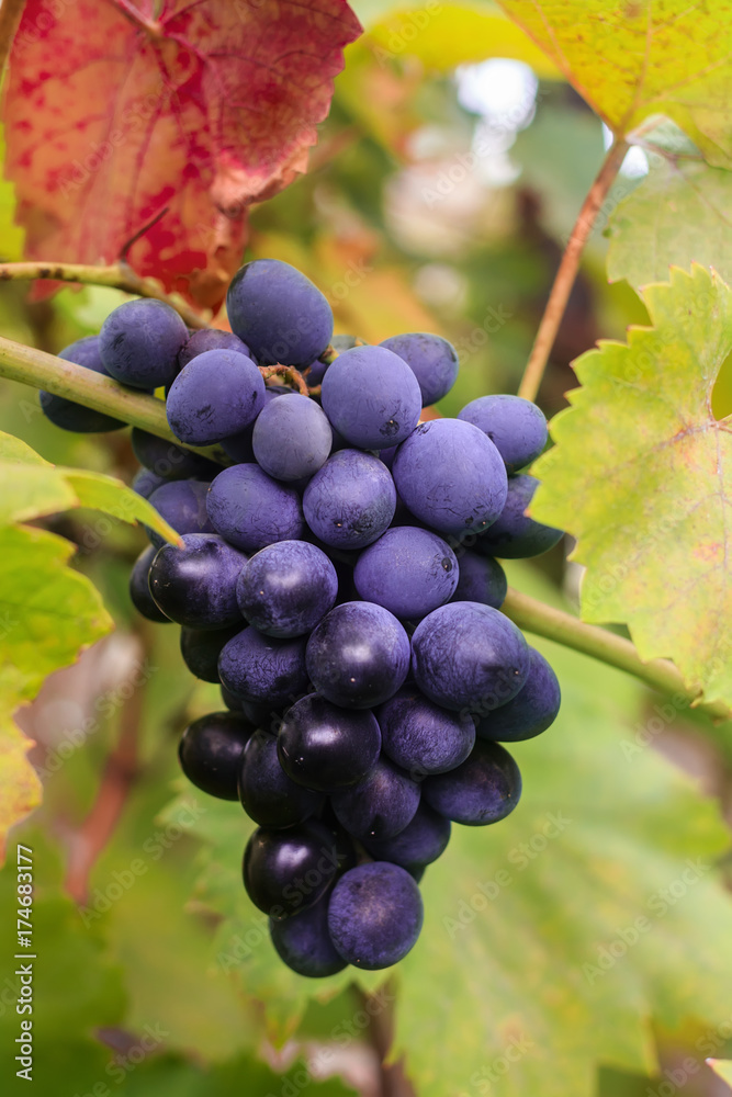 Banch of blue grapes on a leaves background
