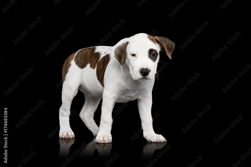 American Staffordshire Terrier Puppy Standing on Isolated Black background, Front view