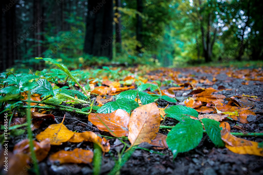 Bunte Blätter und Bäume im Wald Landschaft