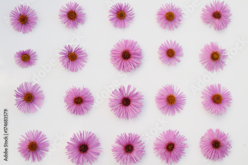 pink flowers on a white background