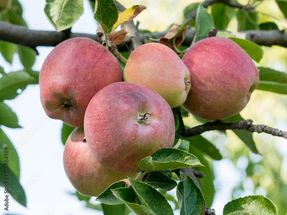 Branch of an apple tree with bright red and green apples on a sky background.
