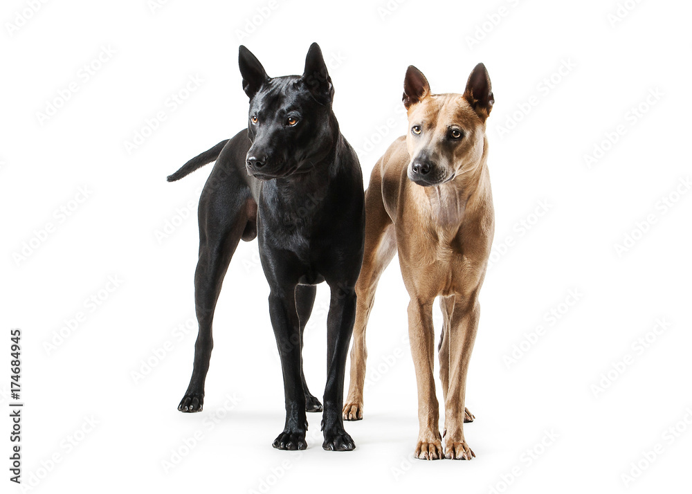Dogs. Two young Thai Ridgeback dogs on white backgrond
