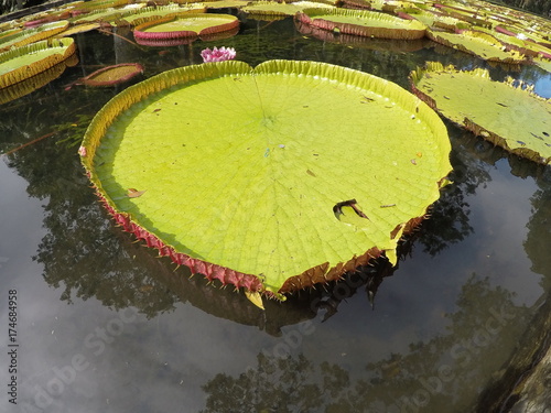 Giant LillyPad photo