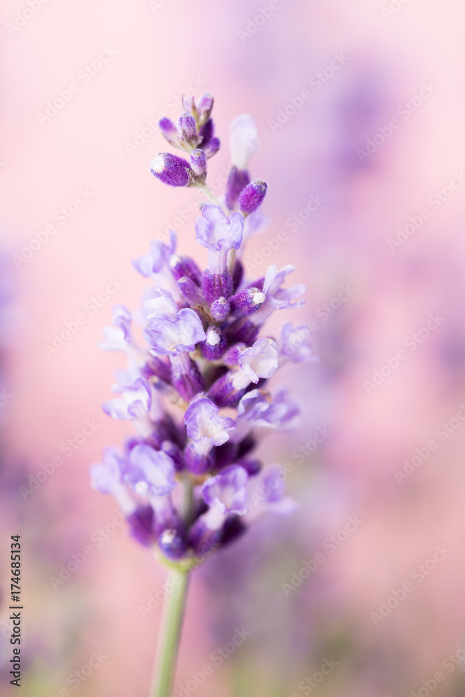 Fototapeta premium Lavender flowers.