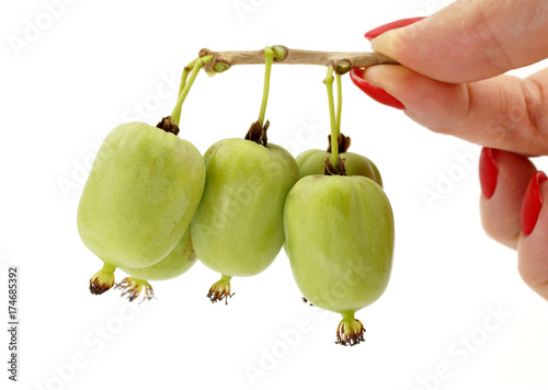 actinidia vitamin berry hardy kiwi