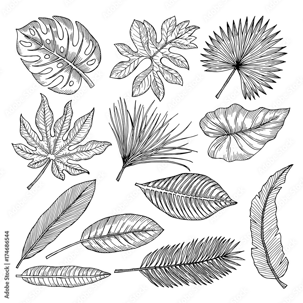 Tropical leaves and plants. Vector hand drawing pictures isolate