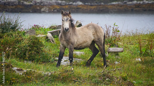 Foto Connemara Fohlen 2