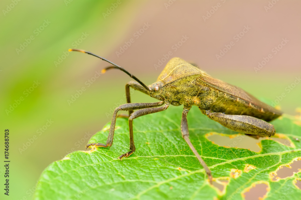 The insect on the leaf on a nature background. The insect on the leaf on a nature background.