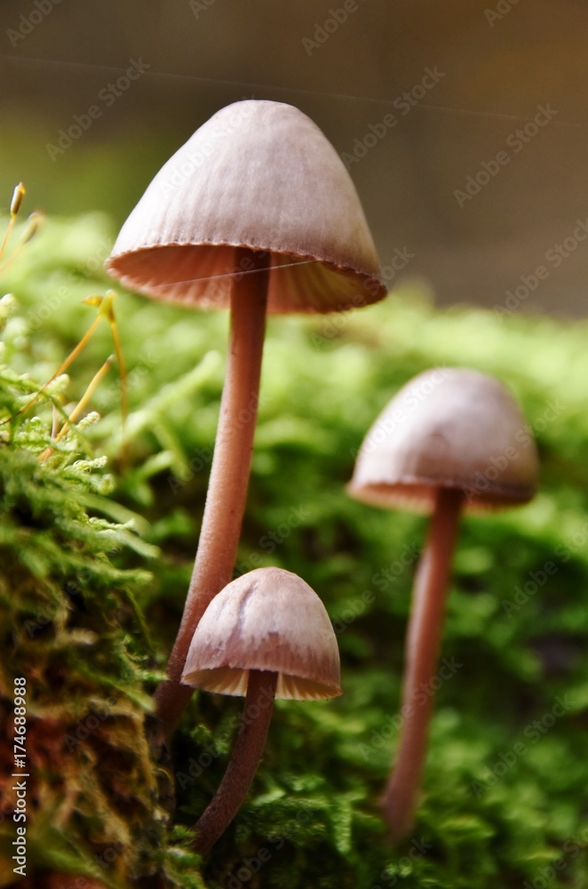 Close up of wild mushrooms in Autumn light Close up of wild mushrooms in Autumn light