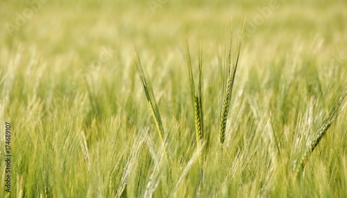 Close up of a Wheat field in sunlight