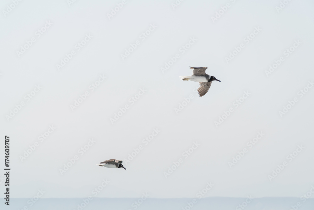 Fototapeta premium several hovering seagulls in the blue sky