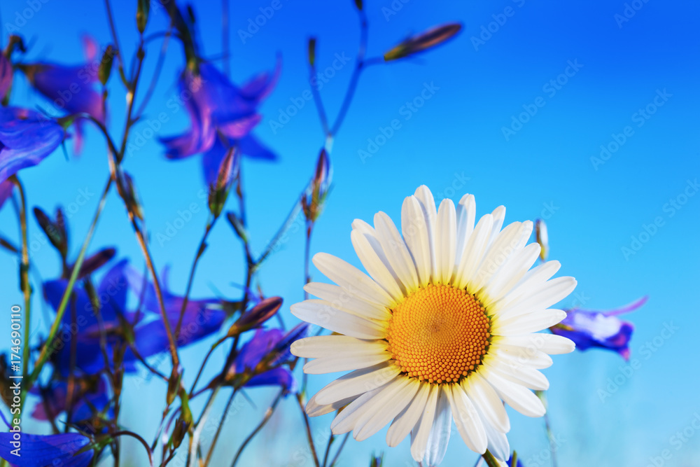 Chamomile among flowers Chamomile among flowers
